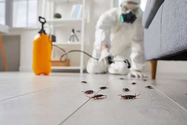 Commercial Rodent Management in Lumber City